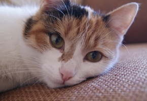 глаза, кот, Кошка, усы