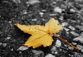 Лист, асфальт, жёлтый, капельки, дождь, осень