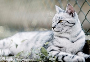 усы, шерсть, фото, фон, глаза, кошка, окрас, Кот