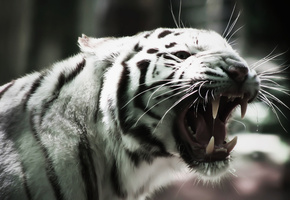 white tiger, albino, cat, альбинос, кошка, клыки, Белый тигр, усы