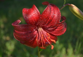 пестик, Цветы, роса, макро, лилия, пыльца, тычинка