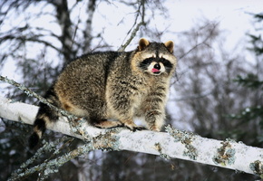 ветка, зима, Енот, дерево, язык, мех