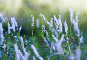 цветение, природа, растения, цветы, поляна, Лето