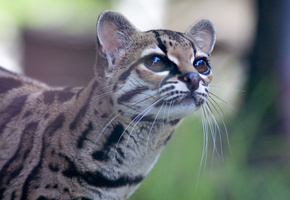 оцелот, мордочка, взгляд, Дикая кошка