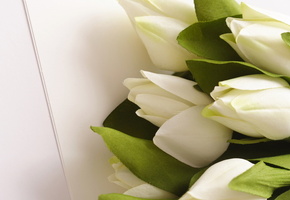 белые, букет, листья, тюльпаны, Цветы, зеленые