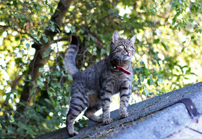 удивление, шерсть, взгляд, Кот, лапы, крыша, усы, глаза