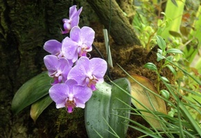 beautiful nature wallpapers, Orchid, forest, flowers, american orchid society, phalaenopsis