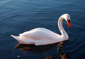 отражение, вода, озеро, Птица, лебедь