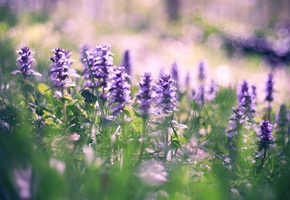 природа, Поле, солнце, лето, поляна, цветение, цветы