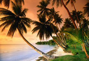 трава, океан, море, закат, Пальмы, песок