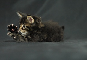 когти, kitten, кот, лапки, мейн-кун, Funny cat, котенок, maine coon