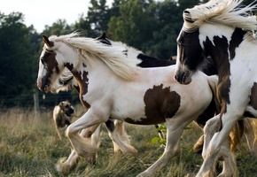 косы, трава, загон, Собака, лошади, гривы, стадо, забор