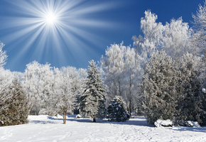 Природа, иней, деревья, лес, снег, солнце, зима