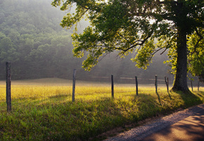 забор, Природа, туман, трава, дорога, дерево, рассвет
