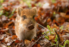 Свинка, дикий, зверь, кабанчик, хрюшка