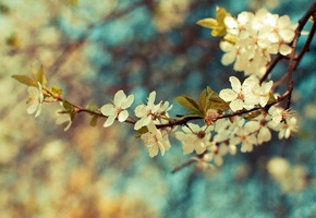 растение, ветвь, листья, Ветка, цвета, весна, цветы, обои