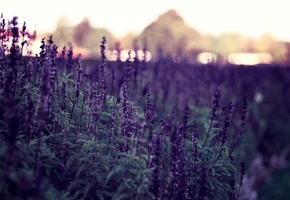 Фиолетовые, вечер, растения, цветы, природа, боке, фон