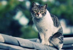 на крыше, смотрит, Кошка