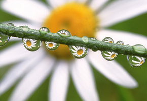 цветы, Daisies in the dewdrops, ромашка, капли