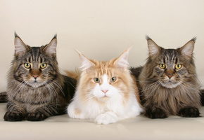 Мейн кун, wallpaper, котэ, киски, обои, морды, усы, кошки