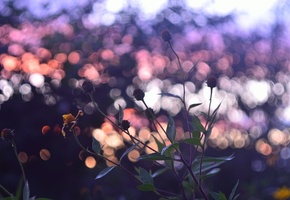 Цветы, закат, цвета, осень, настроение, by mike pro, небо