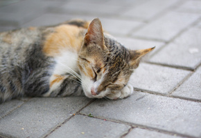 лежит, кошка, лапа, Кот, сон, спит, пятнистый, рыжий