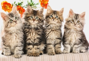 Котята, пушистые, квартет, цветок, полосатые