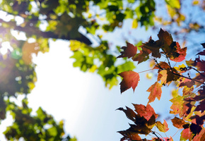 осень, Природа, ветки, листва, небо