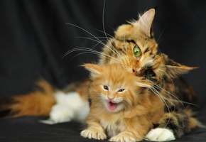 котенок, кошка, мейн-кун, Кошки