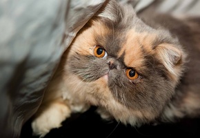 глаза, породистый, взгляд, Кот, красивый, мордочка