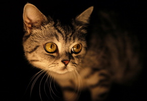 глаза, взгляд, Кошка