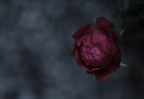 макро, Роза, бутон, стебель, лепестки, фон, фокус