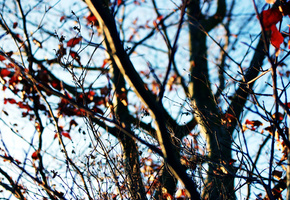 дерево, Осень, небо, ветки, последние листья