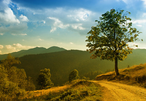 солнце, Пейзаж, деревья, трава, природа, свет, горы, лес