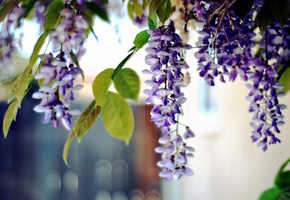 акация, растения, цветы, макро, Фото, листья, природа