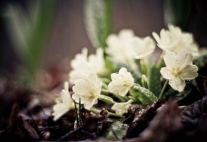 растения, земля, Цветы, зелень, капли, белые, листья