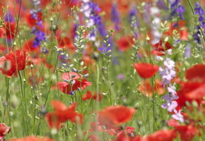 маки, Цветы, разные, полевые