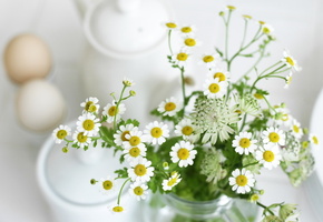 Цветы, белый, ромашки, растения, листья