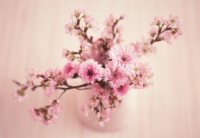 цветок, flowers, Beauty, розовый