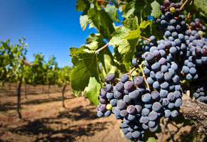 виноградник, кисть, Виноград, ягоды, лоза, гроздь