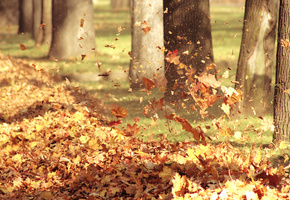 природа, Листья, воздух, ветер, осень
