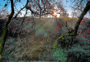 осень, ветки, Природ, солнце
