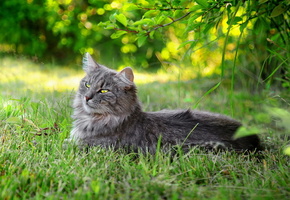 Кошка, трава, лето