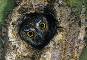 глаза, Сова, дупло