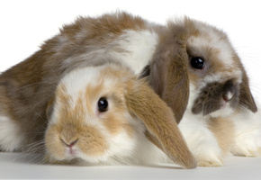 Кролик, пара, пушистик