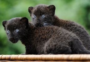 маленькие, звери, wallpaper, кошки, обои, Пантера, котята