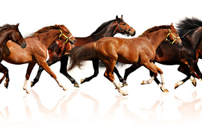 обои, Лошади, белый фон