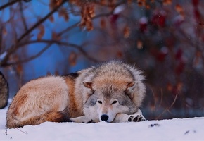 животное, Зима, снег, волк, лес