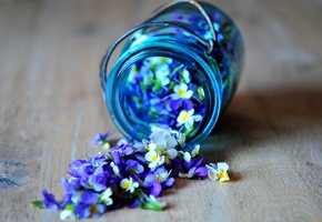 голубой, Цветы, баночка, синий, лепестки