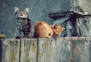 Кошки, котята, обои, wallpapers, забор, котэ